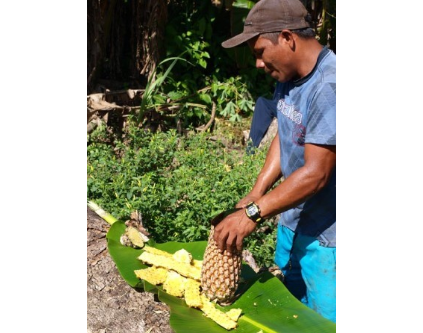 Frisch vom Feld geerntete Ananas wird auf einem Bananenblatt angerichtet.