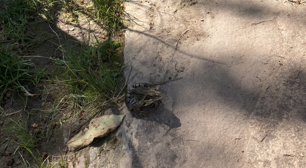 Frosch sitzt auf Stein