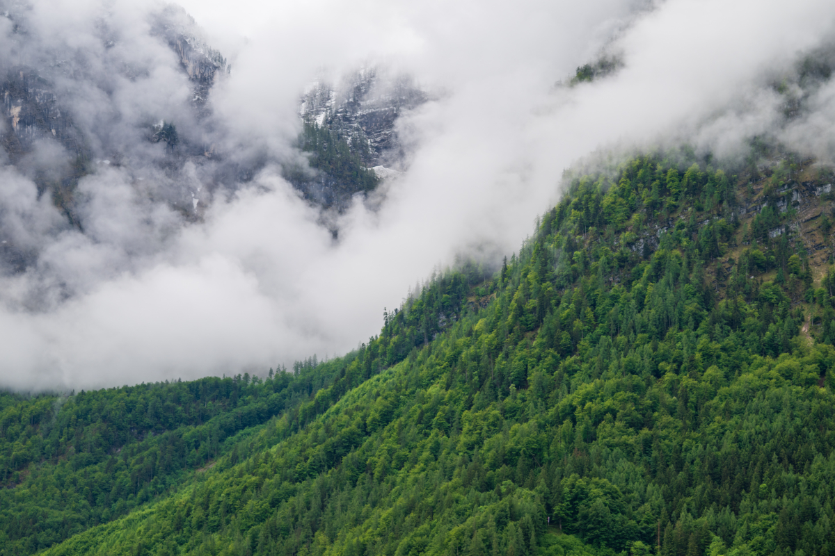 Mist and fog drift across forested slopes in the Austrian Alps on an overcast spring day.